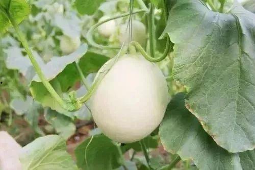 山南网红吃瓜事件,揭秘网络舆论背后的真相与争议