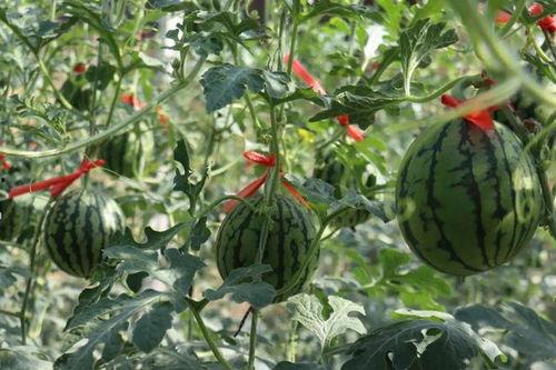 济南小网红吃瓜事件